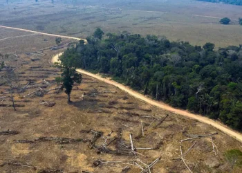 غابة الأمازون تفقد أكثر من خمس مساحتها وتواجه خطر الجفاف