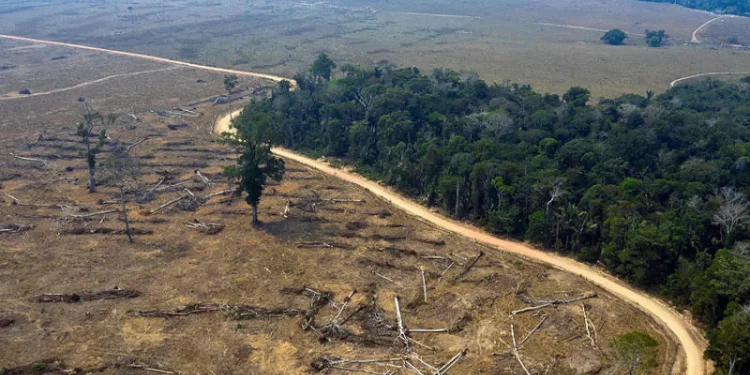 غابة الأمازون تفقد أكثر من خمس مساحتها وتواجه خطر الجفاف