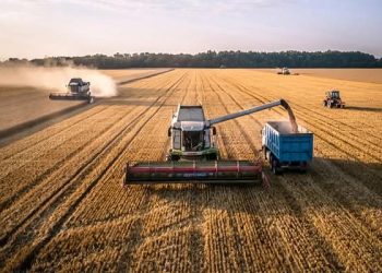 تراجع كبير في إنتاج القمح العالمي يهدد الأمن الغذائي ويرفع الأسعار