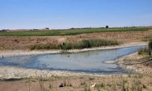 لأول مرة سوريا تتلقى تعويضاً تأمينياً لمواجهة الجفاف بـ7.9 مليون دولار أسترالي